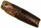 Fossil Sauropod Dinosaur (Titanosaur) Tooth - Morocco #298508-1
